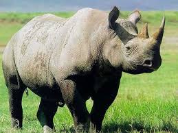 Rhino image