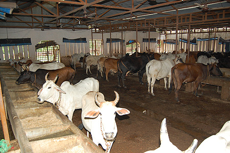 cow-shed