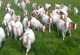 goats