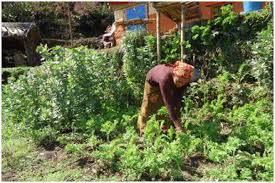 Vegetable farming Nepal