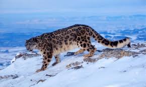 snow leopard