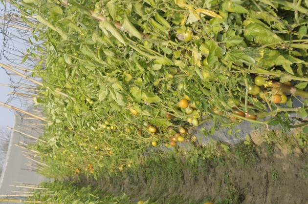 Vegetable farming