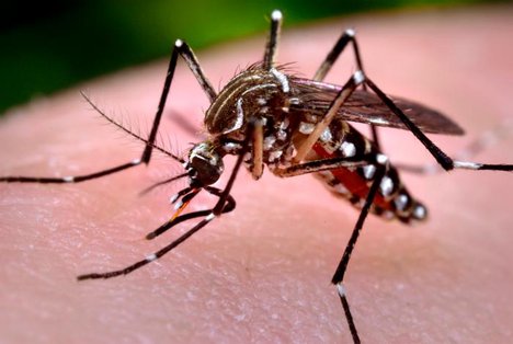 dengue-mosquito-bite