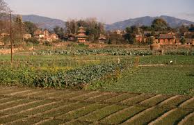 Farmland Nepal