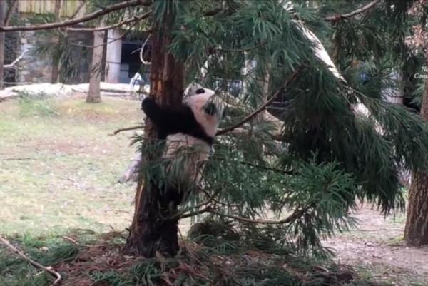 Giant-panda-cub-ventures-outside-for-the-first-time