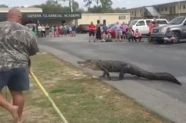 10-foot-alligator-captured-at-Florida-school