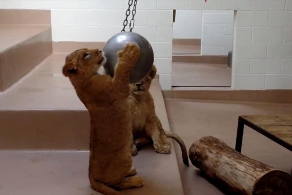 Lion-cubs-play-with-steel-ball-suspended-from-ceiling