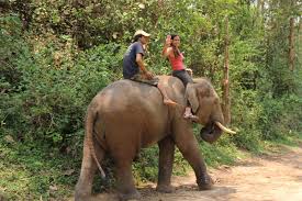 elephant ride