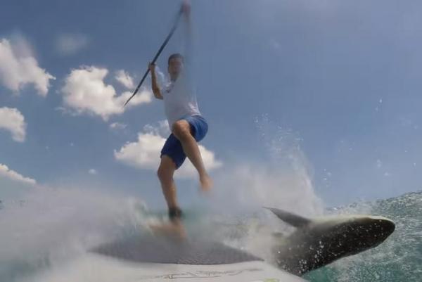 Florida-man-crashes-into-jumping-shark-while-paddleboarding