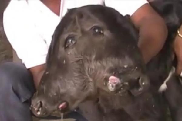 Two-headed-calf-brings-tourists-to-Indian-village