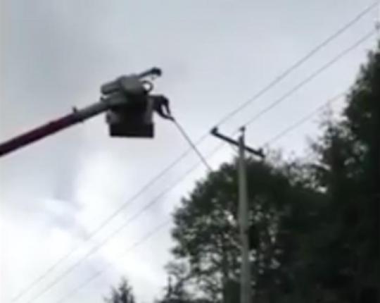 Hydro-workers-coax-baby-bear-down-from-electrical-pole