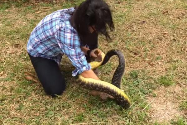 Researcher-shocks-onlookers-by-tackling-massive-wild-snake