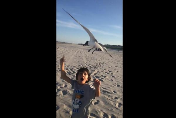 Boy-holding-food-meets-wrath-of-hungry-seagulls-on-New-Jersey-beach