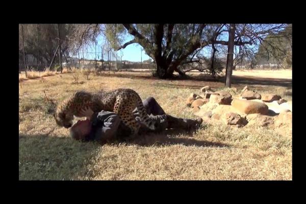 Cheetah-wrestles-with-human-best-friend-at-South-African-sanctuary