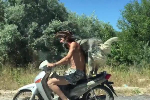 Dog-balances-on-the-back-of-moving-moped-in-Greece