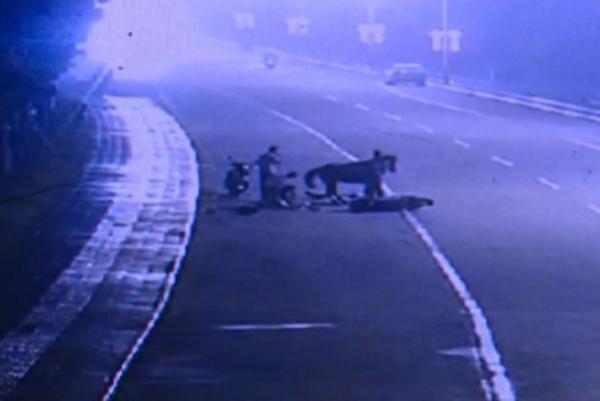 Runaway-horse-crashes-into-motor-scooter-in-China
