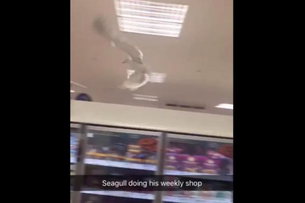Aggressive-seagull-spurs-supermarket-evacuation