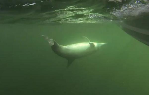 Rare-dolphin-sighting-between-Denmark-and-Sweden