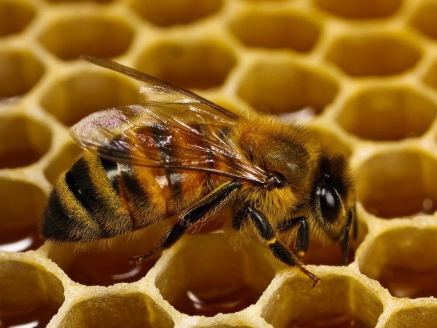 honeybee-honeycomb-macro_26201_990x742