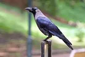 crow