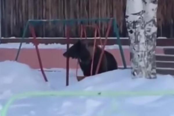 bear-cub-attempts-to-use-playground-swing-in-siberian-town
