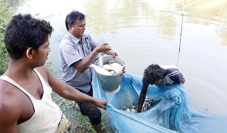 siraha-fish