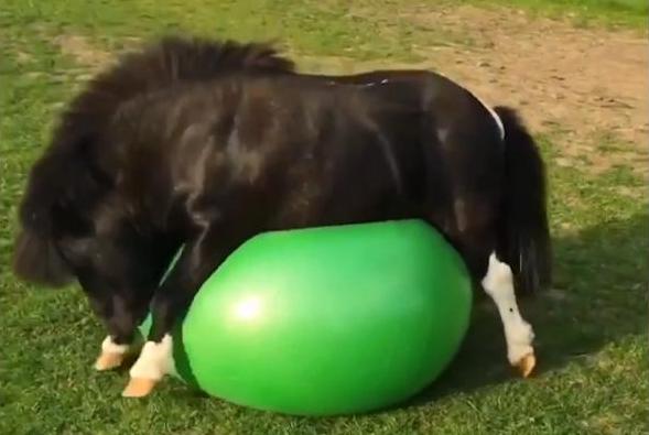 adorably-rotund-miniature-horse-gets-a-high-energy-workout-with-inflatable-ball