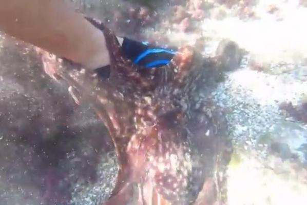 Octopus-tries-to-grab-camera-latches-on-to-mans-foot