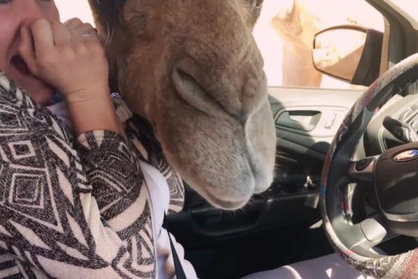 Camel-steals-food-bag-while-ostrich-pecks-at-SUV