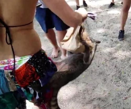 Vicious-raccoon-steals-tourists-lunch-in-Costa-Rica