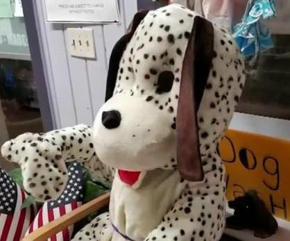 Dalmatian-mascot-stolen-from-Florida-dog-groomer