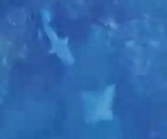 Drone-video-captures-stingrays-narrow-escape-from-shark