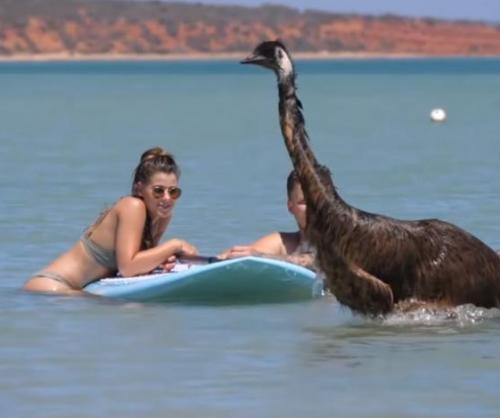 Emu-surprises-beach-goers-by-joining-them-for-a-swim