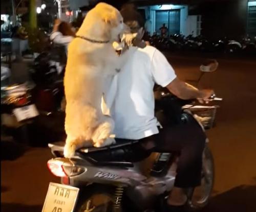 Dog-rides-on-back-of-motorcycle-holds-umbrella