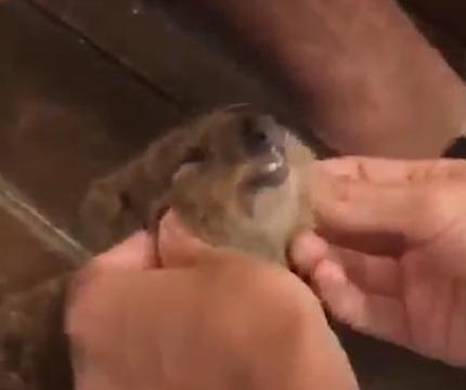 Friendly-quokka-approaches-pub-customers-for-a-face-rub