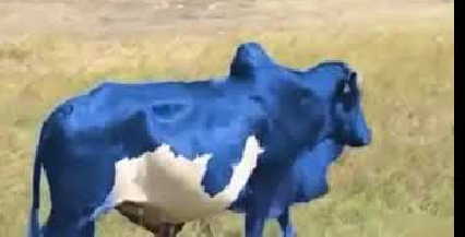 blue cow