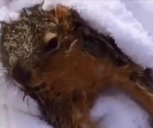 College-student-uses-CPR-to-save-drowning-squirrel