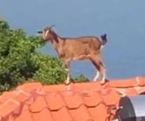 Goat-surprises-onlookers-with-rooftop-perch