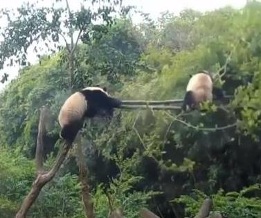 Pandas-weight-snaps-tree-branch-sends-fellow-panda-tumbling