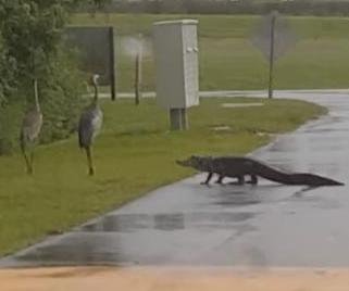 Alligator-punked-by-sandhill-crane-in-Florida