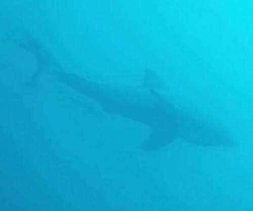 Florida-scuba-divers-have-close-call-with-great-white-shark