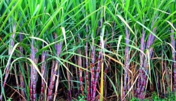 sugarcane ukhuu