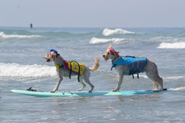 Surfing-dogs-raise-funds-for-California-shelter