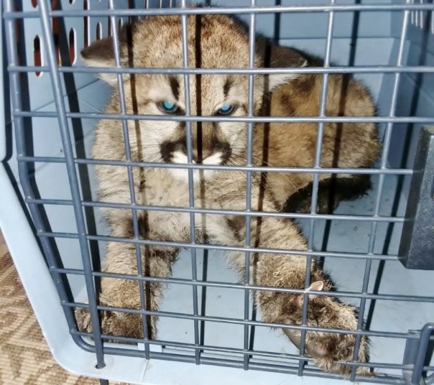 Mountain-lion-cub-seized-from-Colorado-home