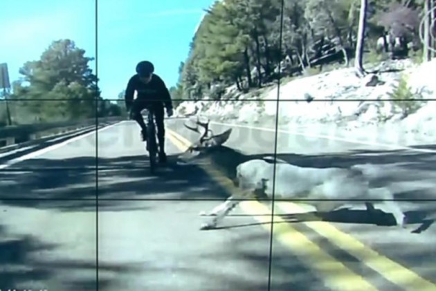 Cyclists-crash-with-deer-caught-on-camera-in-Arizona