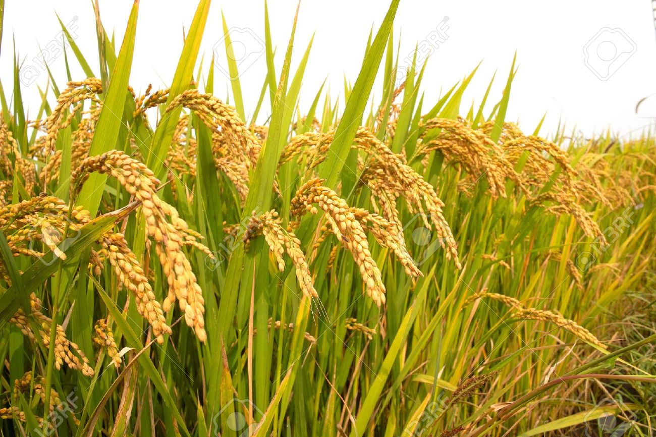 Paddy Field Countable Or Uncountable